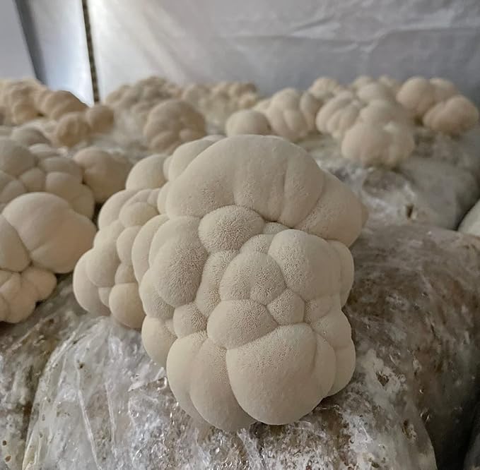 Hodgins Harvest Organic Lion’s Mane + Cordyceps Tincture | Made with Mushrooms Grown On Our Farm in The USA | Dual Extract | Extra-Concentrated (4 fl oz)